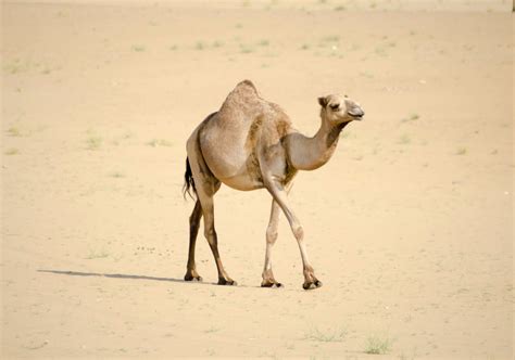 cuantos camellos valgo-4